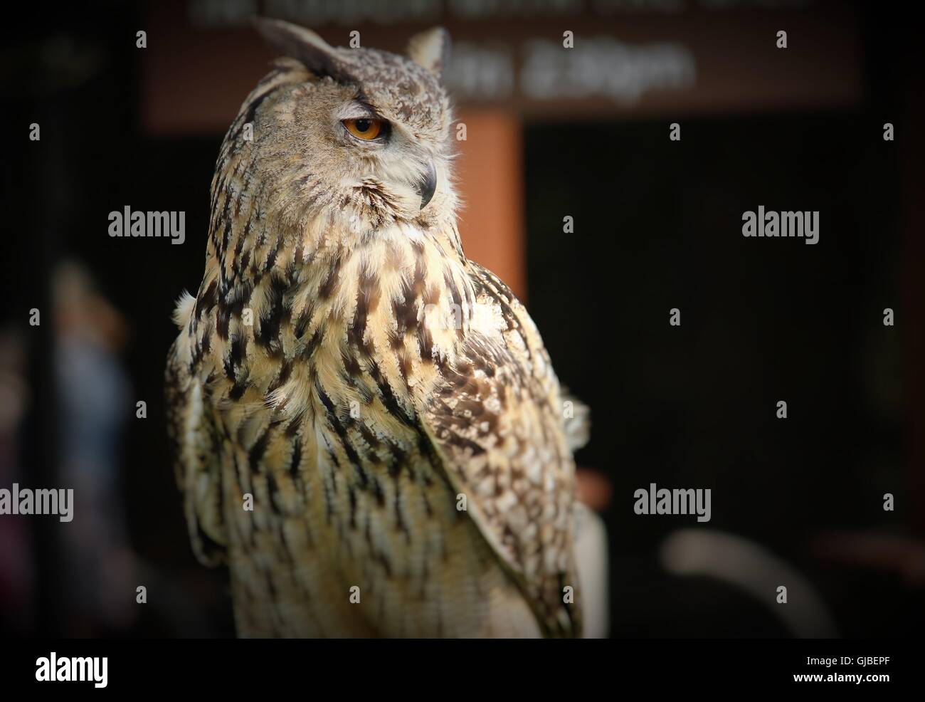 Hootie Stockfoto