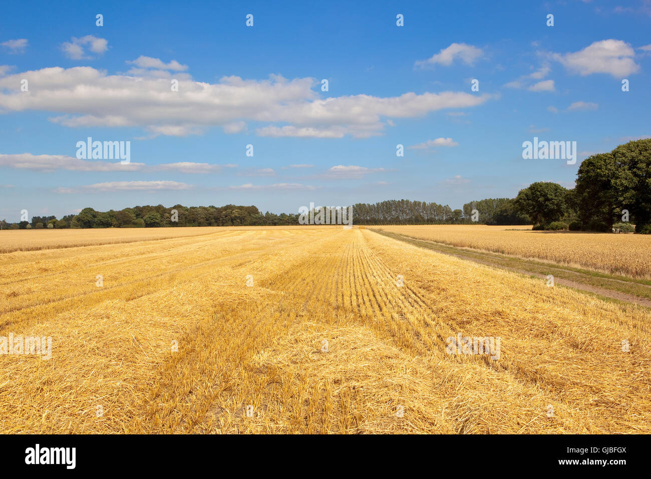 Goldenes Stroh und Stoppeln von einer Farm track mit Bäumen und blauen Himmel im Sommer. Stockfoto
