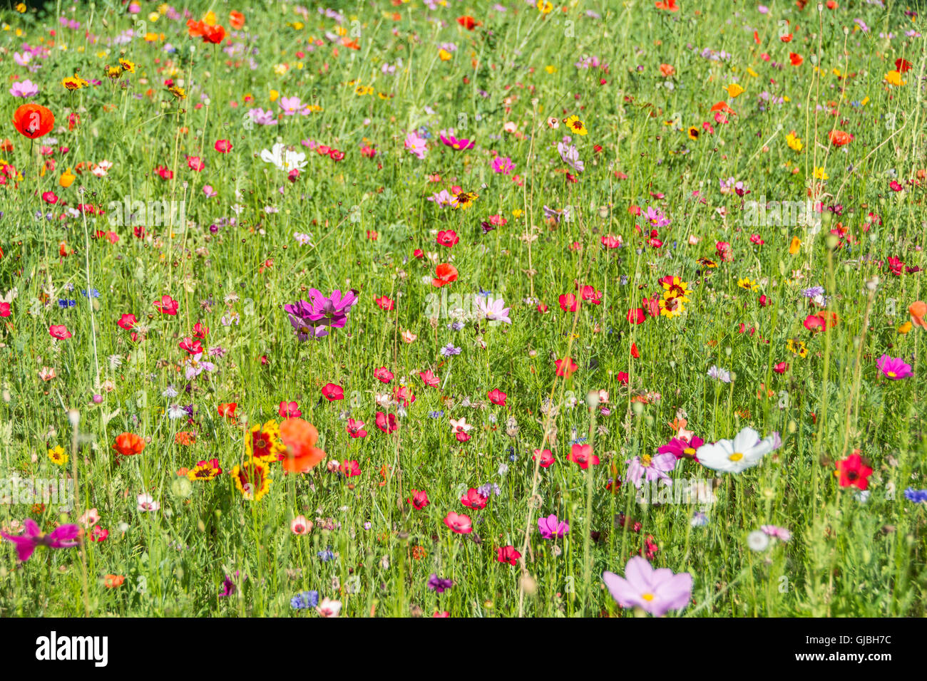 Wildblumen wachsen im Sommer Sonne in London, Großbritannien Stockfoto