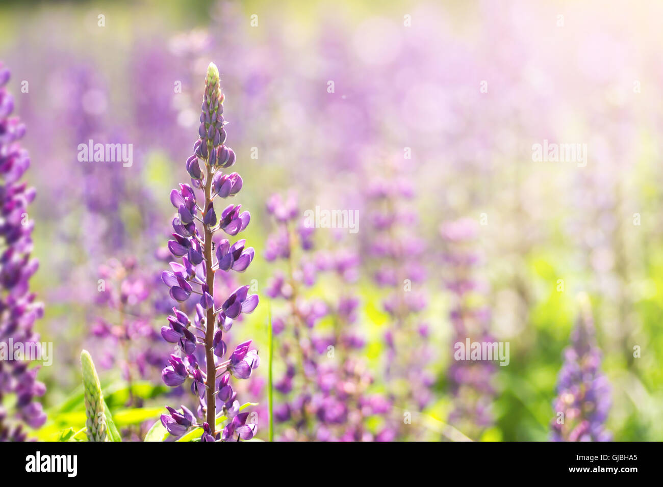 Blühenden Lupinen Blumen. Ein Feld von Lupinen. Sonnenlicht scheint auf Pflanzen. Violet Frühjahr und Sommer blüht. Sanfte warme weiche Farbe Stockfoto