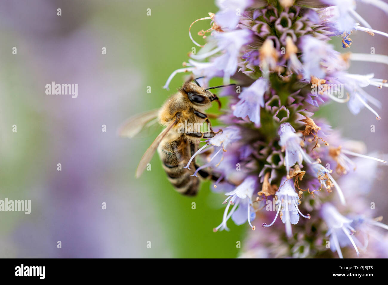 Biene auf Nepeta Kubanica, Catmins Stockfoto