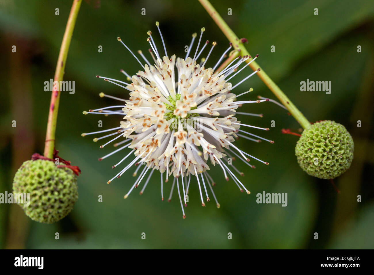 Buttonbusch -- Cephalanthus occidentalis Blume Nahaufnahme Stockfoto