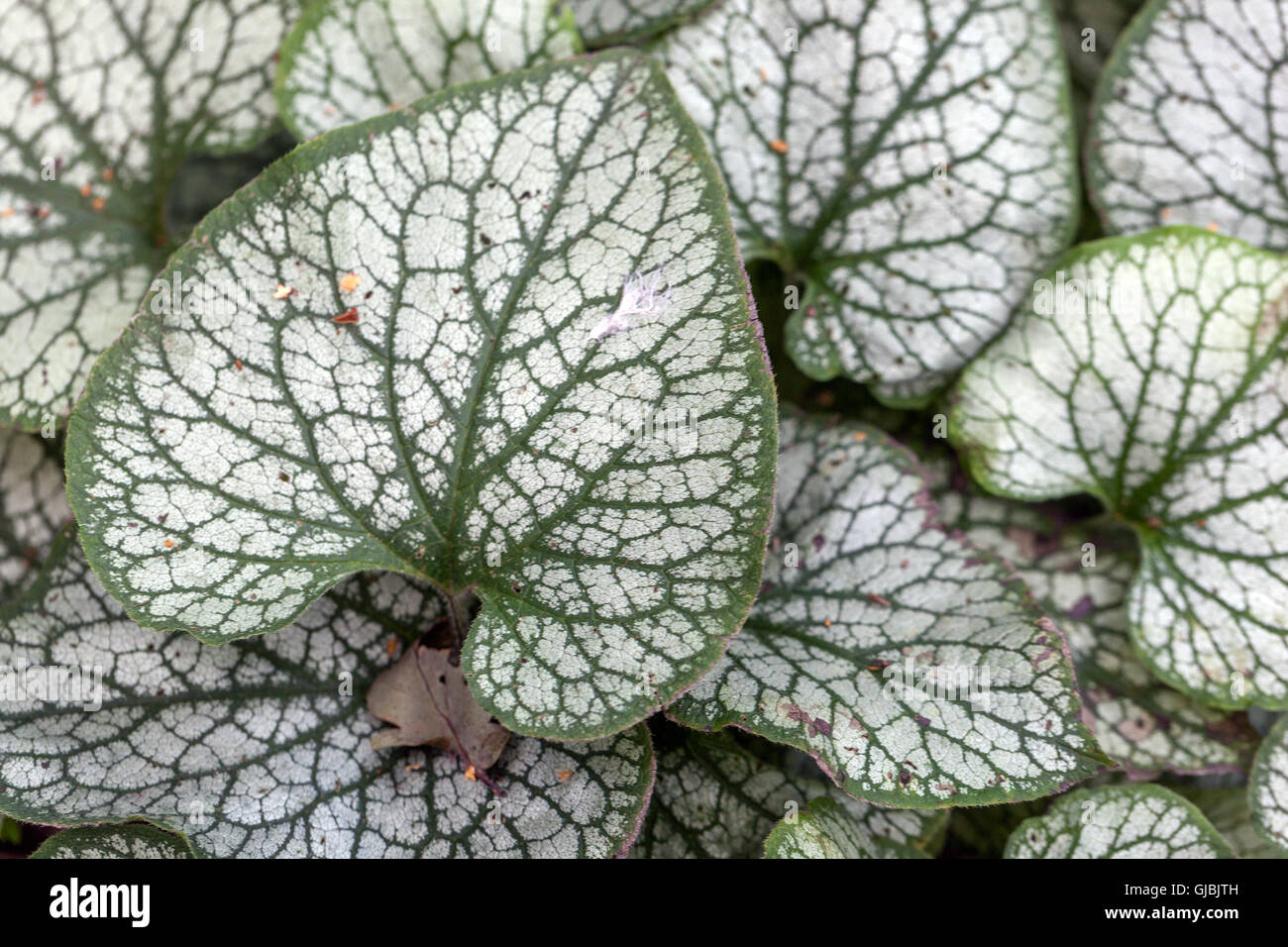 Sibirische Bugloss Brunnera Macrophylla 'Jack Frost' Stockfoto
