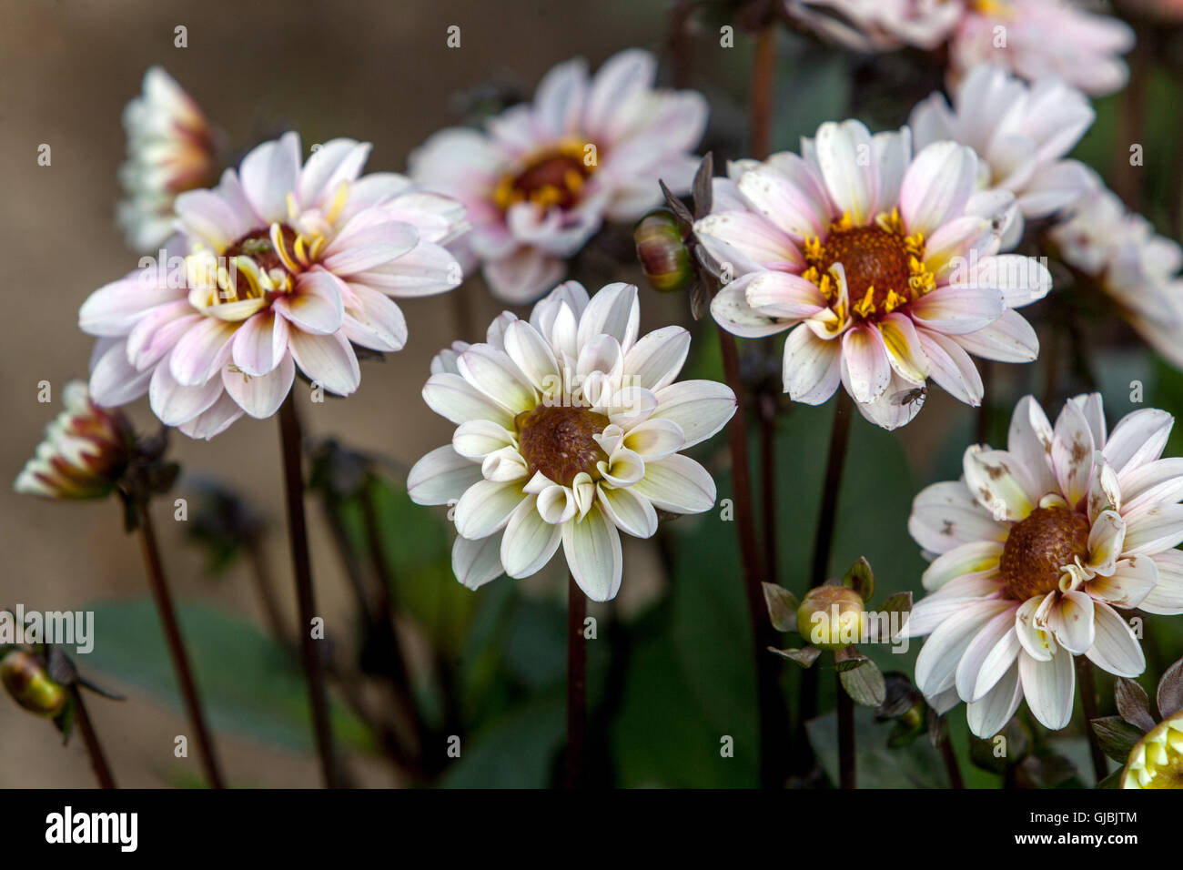 Dahlia ' Orange Bronz ' Flower Bokeh Dahlien August Blumen Blühen, Flower Heads Stockfoto