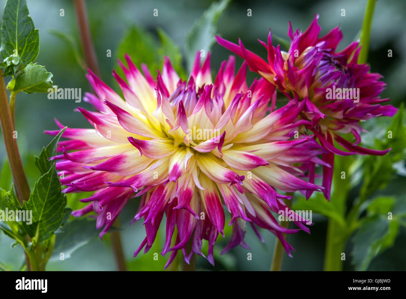 Dahlia ' Meduza ' lila Blume erröten rosa Dahlie Stockfoto
