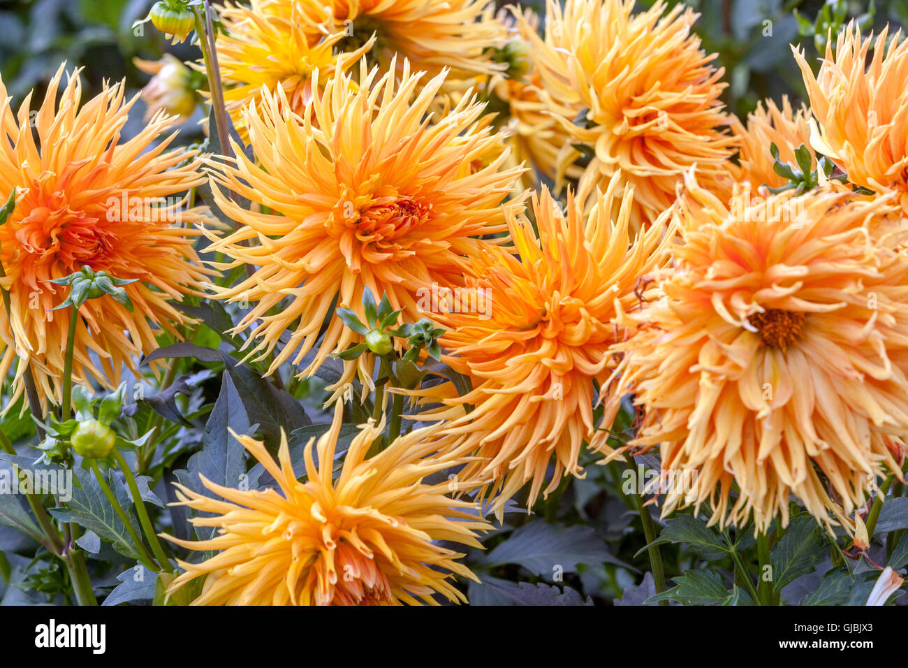 Orange Dahlien 'Komtesa Hortensie' orange Blüten Stockfoto