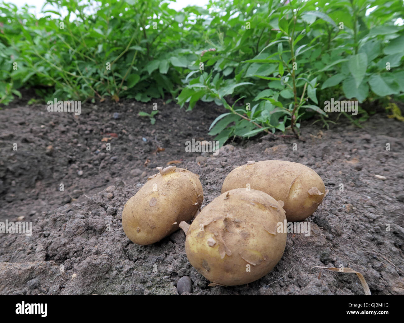 Wo Kartoffeln kommen aus, Knollen in einer Hand, im Bereich der Kartoffelernte, Cheshire, North West England, Großbritannien Stockfoto