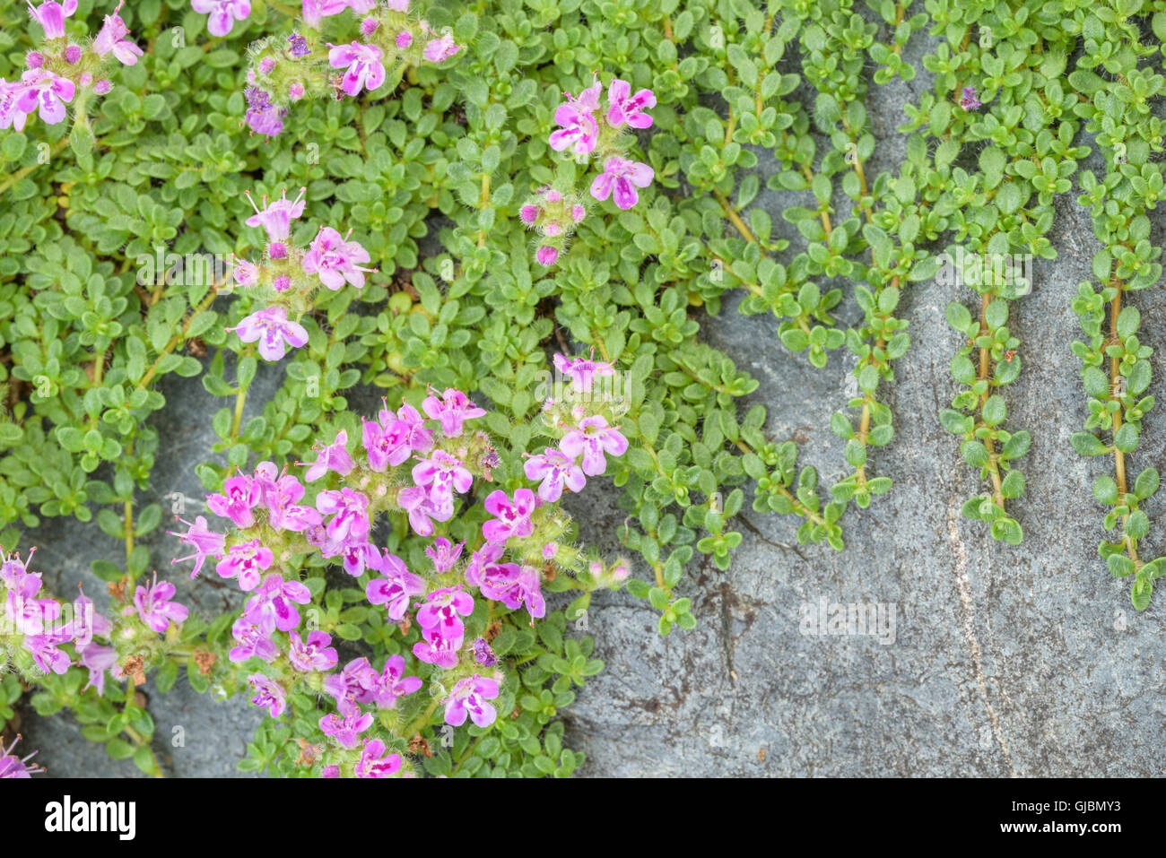 Kriechender Thymian mit rosa Blten ber einen blauen, grauen Stein als  Hintergrund Stockfotografie - Alamy