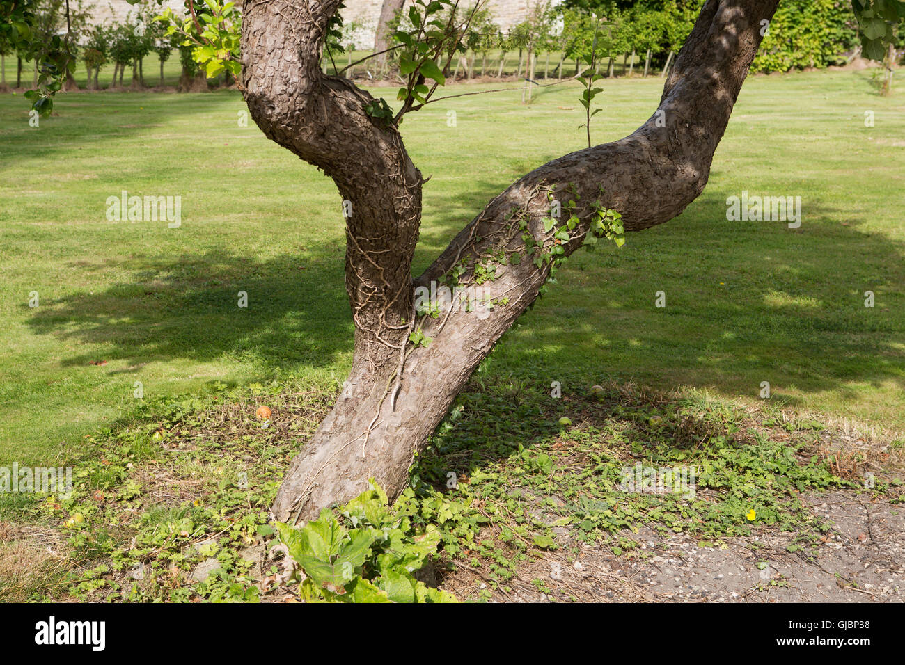 Einem y-förmigen Baumstamm in Malton, North Yorkshire, Vereinigtes Königreich. Reben schleichen an den Stämmen. Stockfoto