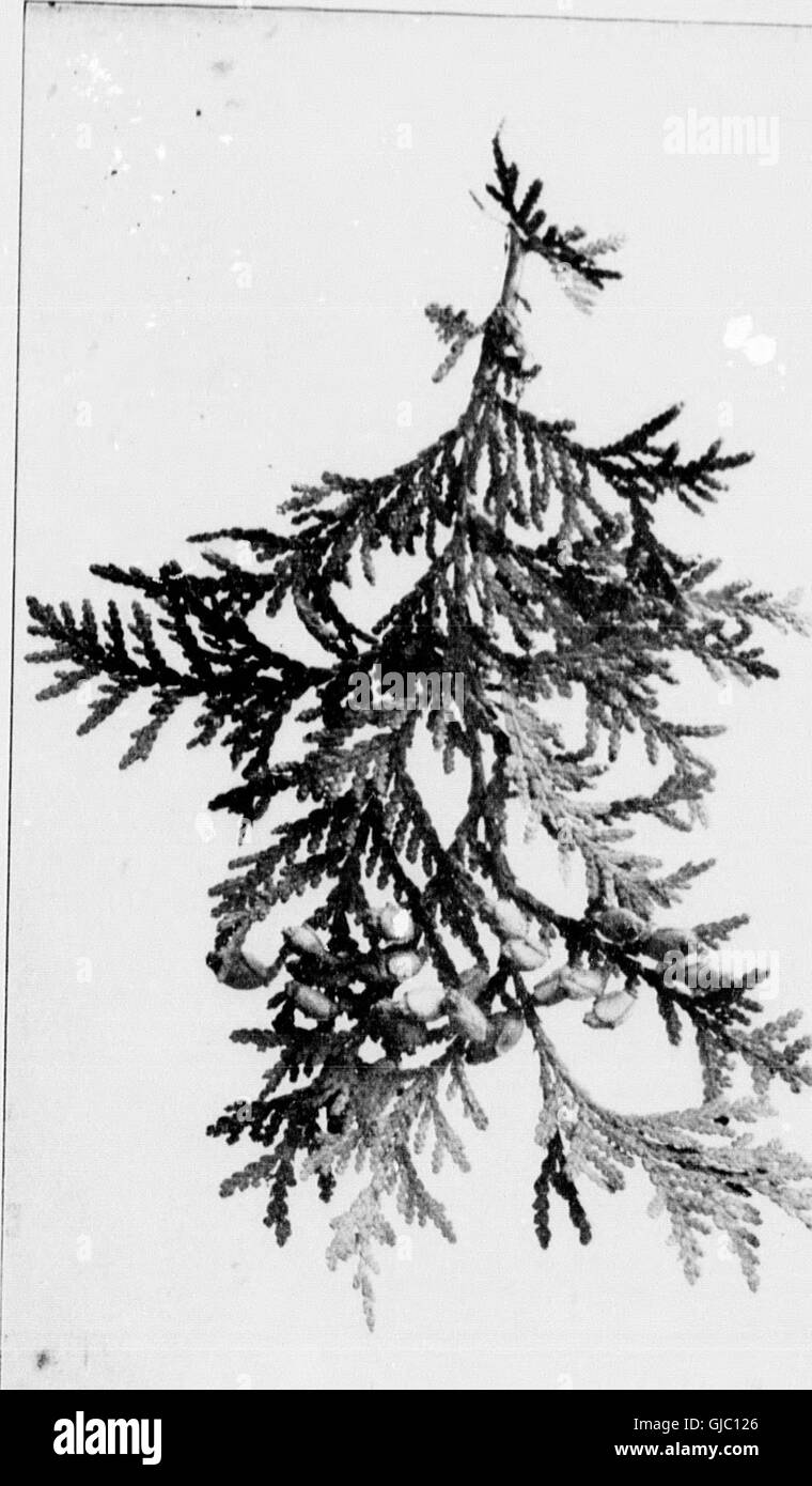 Unsere einheimischen Bäumen und wie zu identifizieren (Mikroform) - eine beliebte Studie über ihre Gewohnheiten und ihre Eigenheiten (1900) Stockfoto