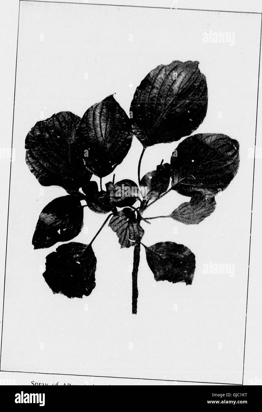 Unsere einheimischen Bäumen und wie zu identifizieren (Mikroform) - eine beliebte Studie über ihre Gewohnheiten und ihre Eigenheiten (1900) Stockfoto