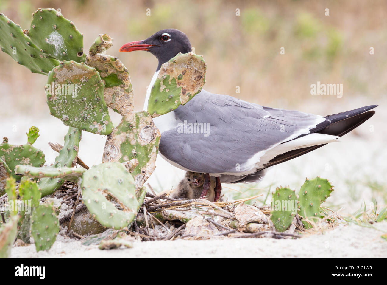 Lachende Möve (Leucophaeus Atricilla) Mutter und Küken Stockfoto