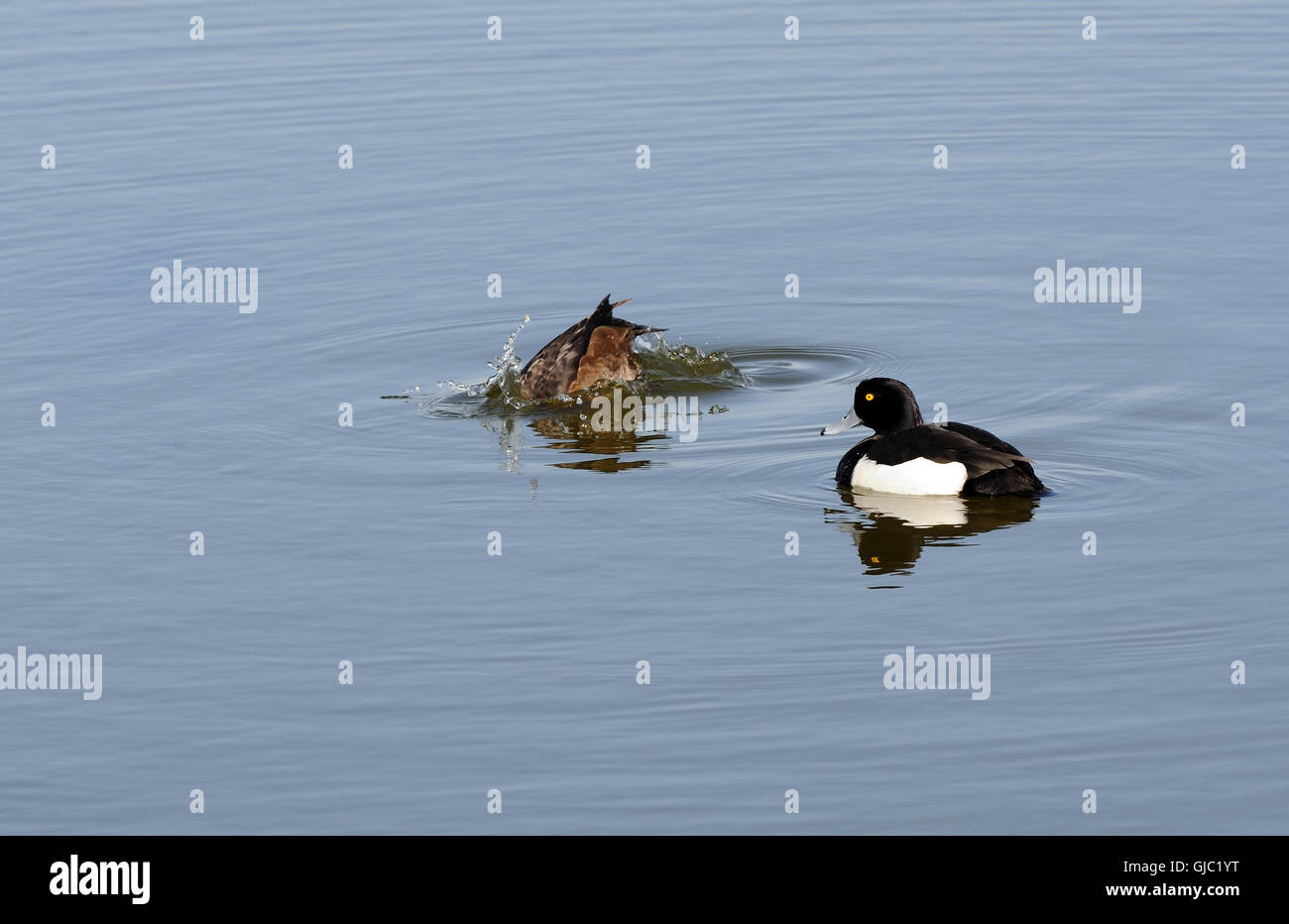 Eine männliche Reiherenten (Aythya Fuligula) Uhren während seiner Kumpel Tauchgänge. Roggen-Hafen-Naturschutzgebiet. Rye, Sussex, England, UK. Stockfoto