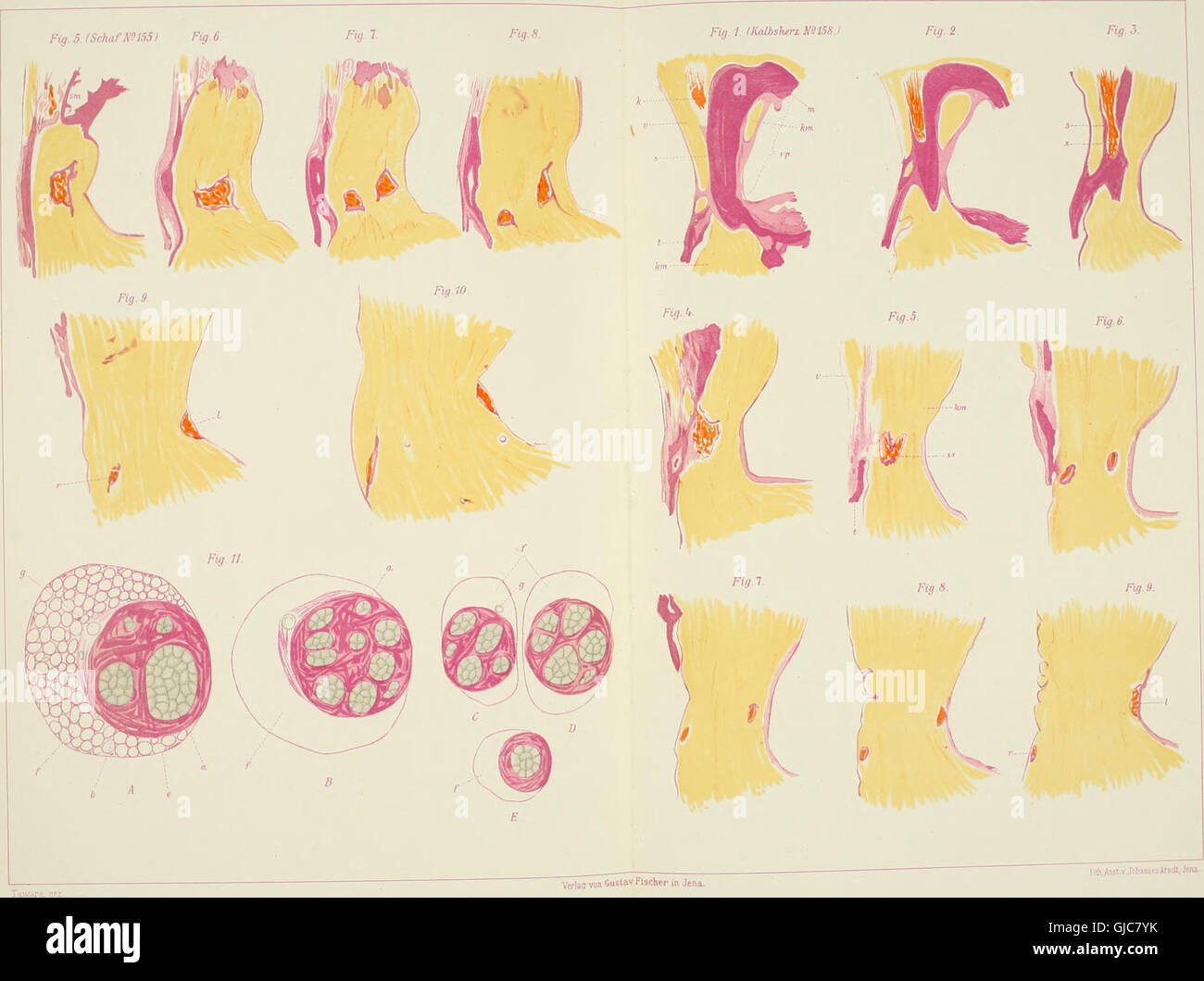 *Das Reizleitungenssystem des Säugetierherzens* (1906) ist eine anatomische und histologische Untersuchung des Leitsystems des Säugetierherzens mit Schwerpunkt auf dem atrioventrikulären Bündel und den Purkinje-Fasern, die für das Verständnis der Herzfunktion und der elektrischen Signalübertragung bei Säugetieren wichtig sind. Stockfoto
