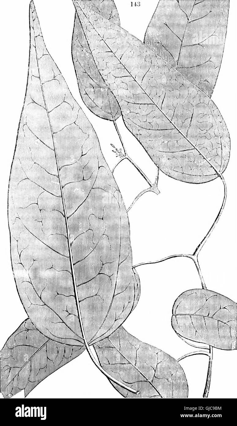 Bäume und Sträucher - ein Auszug aus dem Arboretum et Fruticetum Britannicum - enthält die winterharte Bäume und Schrubs von Großbritannien, einheimischen und ausländischen, wissenschaftlich und im Volksmund beschrieben - mit ihren Stockfoto