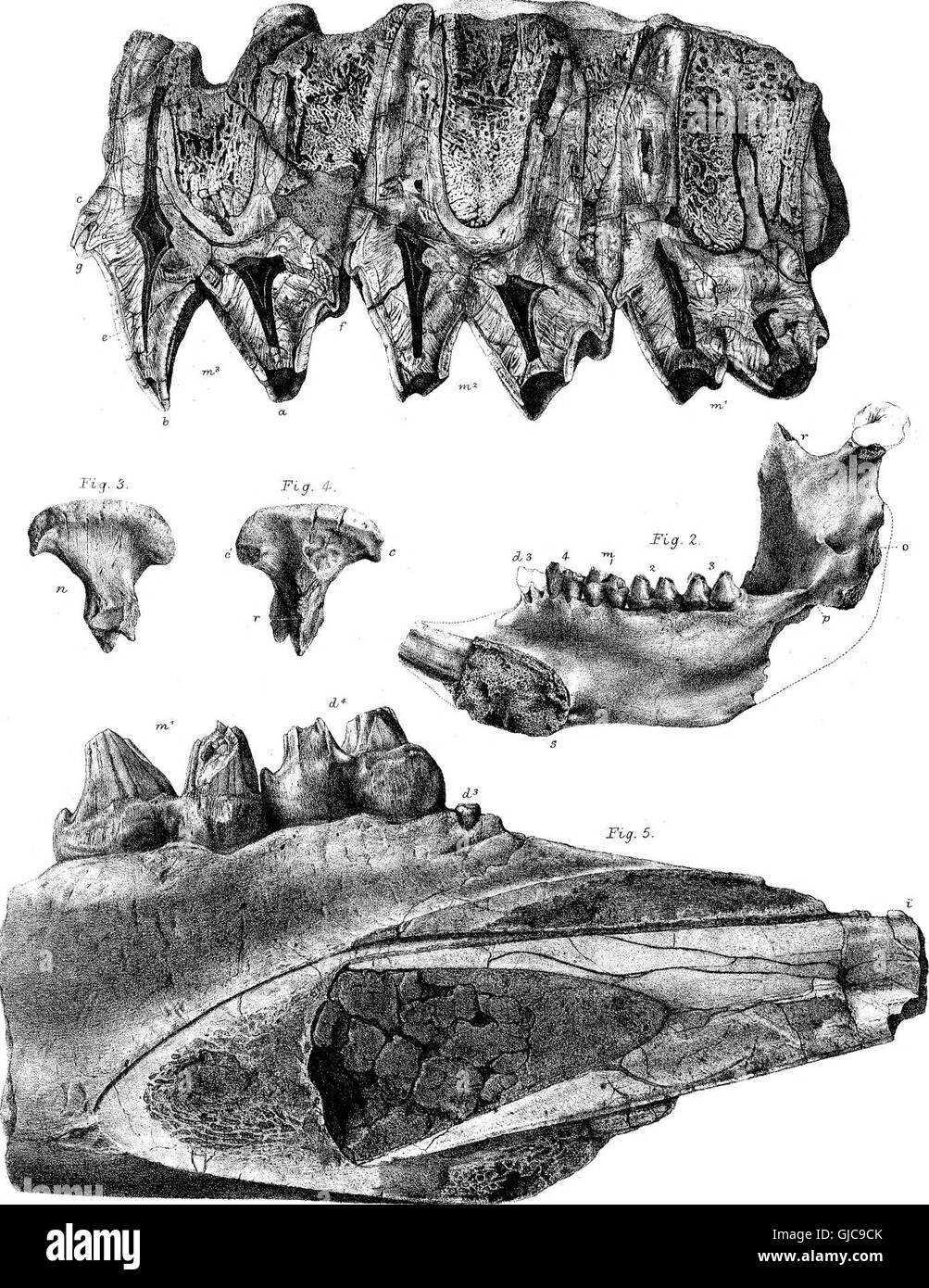 Dieser wissenschaftliche Artikel befasst sich mit *Diprotodon australis*, dem größten Beuteltier, das je gelebt hat, und untersucht seine fossilen Überreste und bietet Einblicke in seine Ökologie und sein Aussterben. Stockfoto