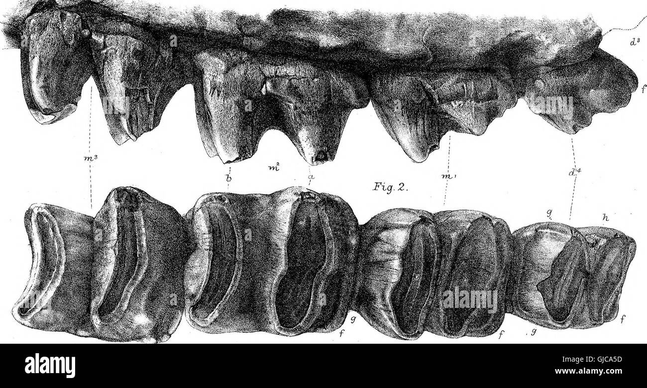 Diese Arbeit aus dem Jahr 1870 präsentiert eine detaillierte Studie von Diprotodon australis, einem ausgestorbenen australischen Säugetier, die Einblicke in seine physikalischen Eigenschaften, seinen Lebensraum und seine Rolle in prähistorischen Ökosystemen bietet. Stockfoto