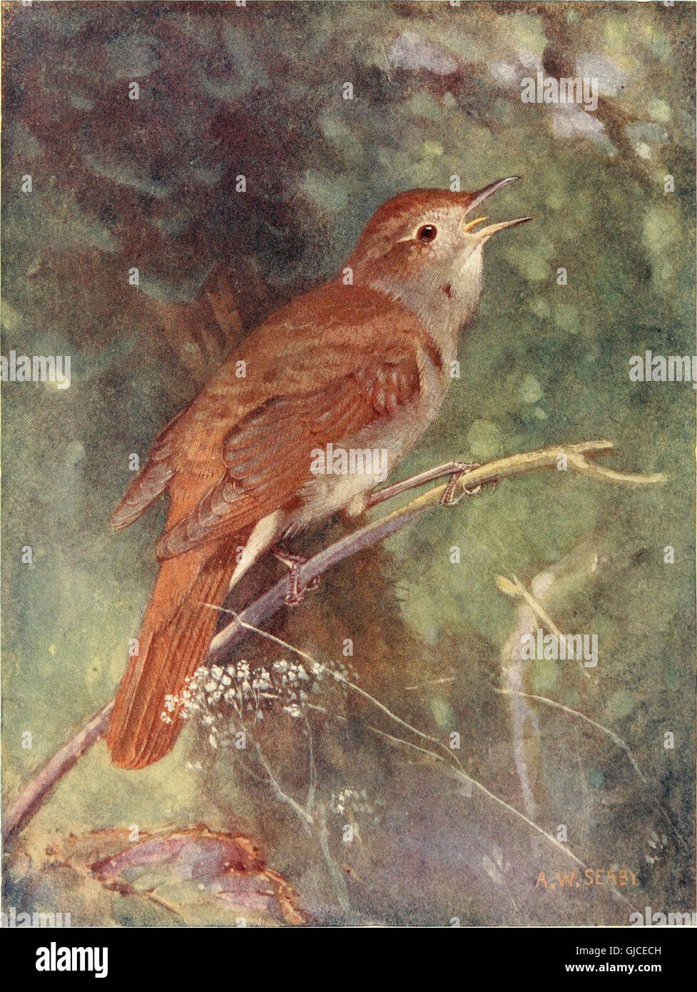 Vögel durch das Jahr (1922) Stockfoto