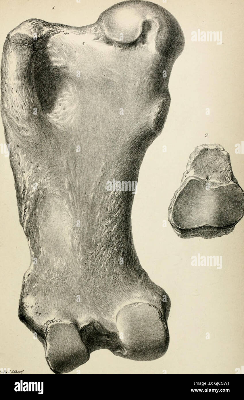 Diese Arbeit von Richard Owen aus dem Jahr 1842 beschreibt die Entdeckung und Analyse des Skeletts des ausgestorbenen Mylodon robustus, eines prähistorischen Riesenfaults, zusammen mit umfassenderen Beobachtungen an verwandten Megatherioiden-Vierbeiner. Stockfoto
