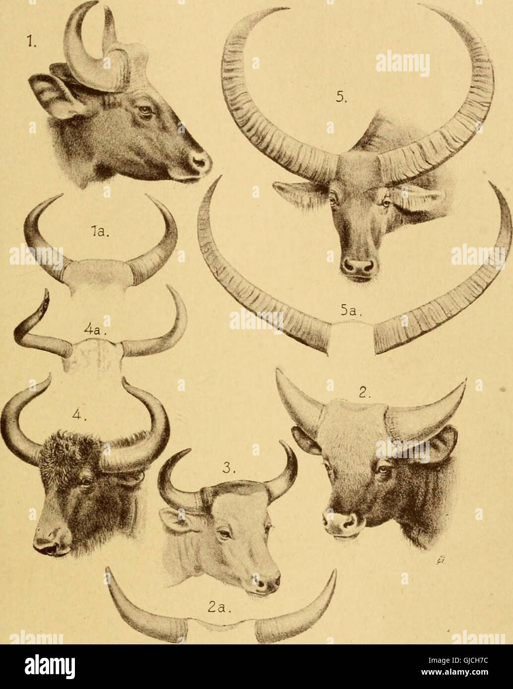Die Wildtiere von Indien, Birma, Malaya und Tibet; als neue und überarbeitete Auflage von "Das große und kleine Spiel von Indien, Burma und Tibet," (1907) Stockfoto