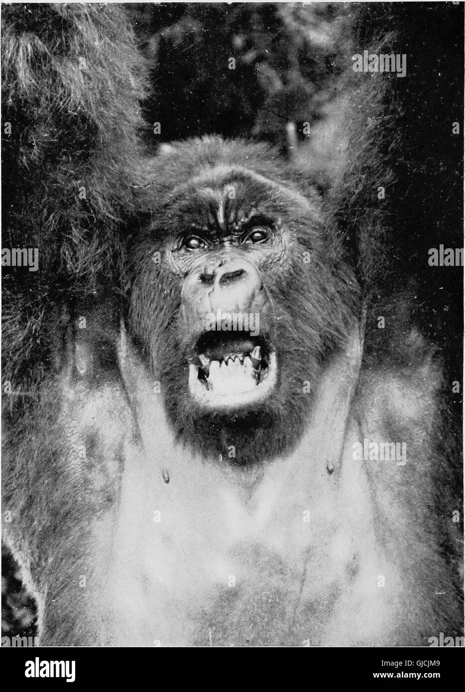 Dieses 1922 erschienene Buch befasst sich mit der vielfältigen Tierwelt und Geographie des östlichen Kongo und beleuchtet schneebedeckte Vulkane, Pygmäen, Gorillas und die schwer fassbaren Okapi. Stockfoto