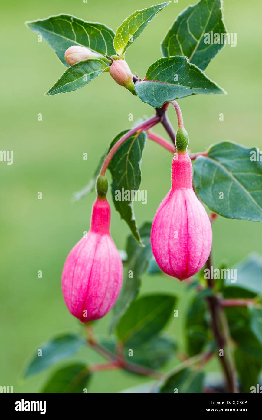 Nahaufnahme von roten Fuchsie Blüten im Sommer Stockfoto