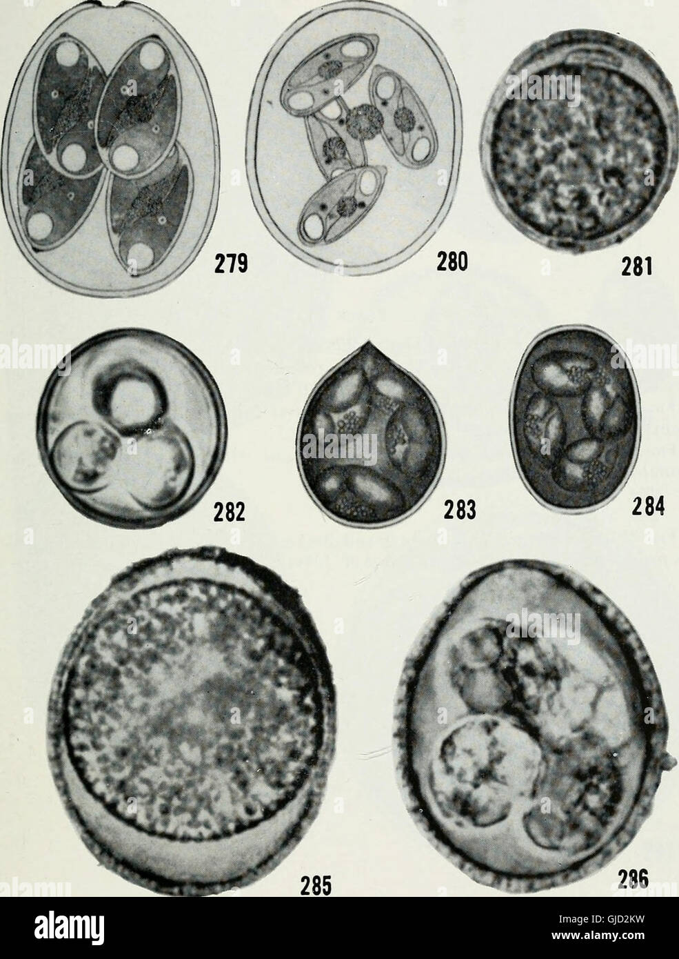 Die coccidian Parasiten (Protozoen, Sporozoa) von Nagetieren (1965