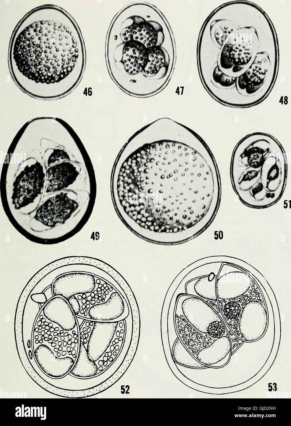 Die coccidian Parasiten (Protozoen, Sporozoa) von Nagetieren (1965