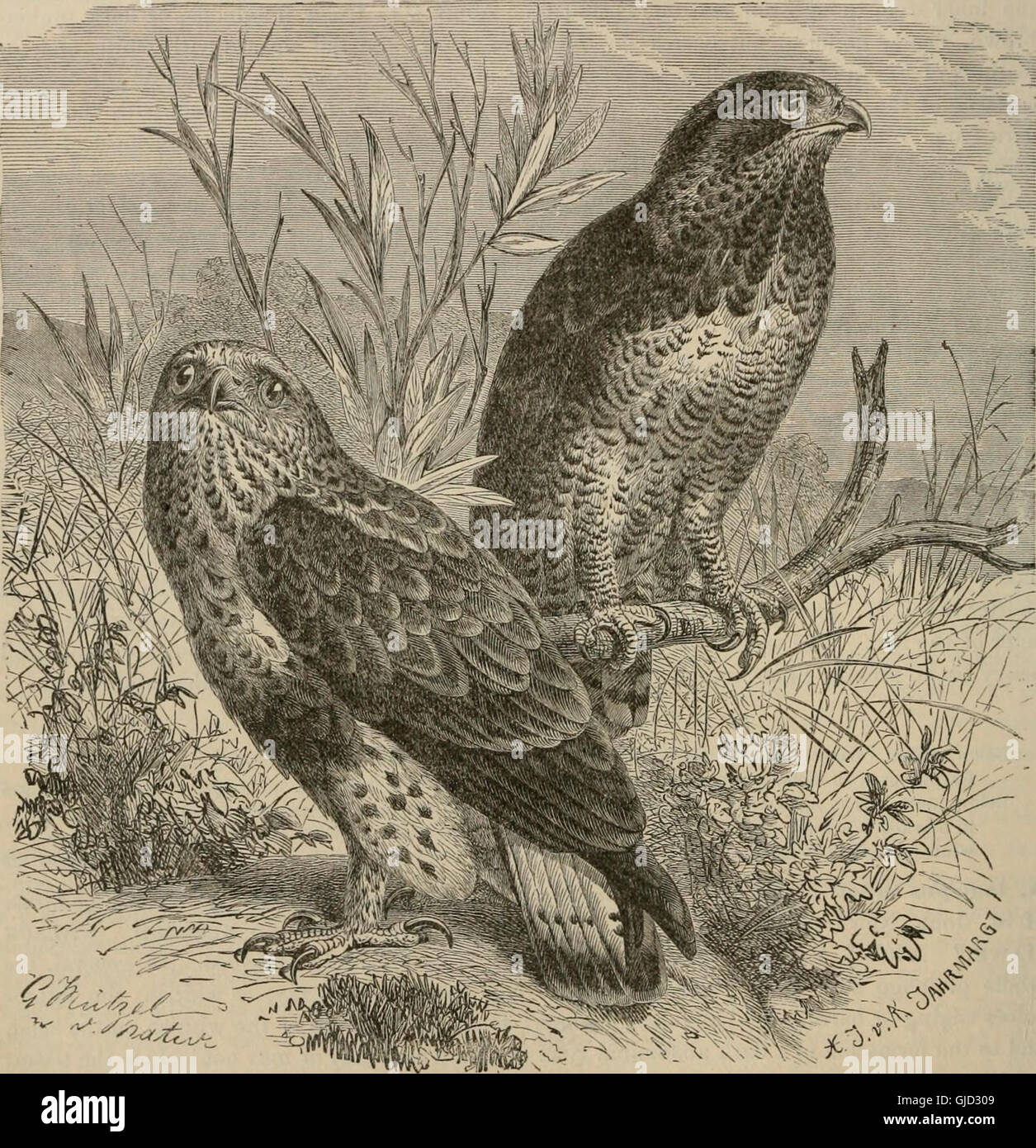 Schlüssel zum nordamerikanischen Vögel. Enthält eine prägnante Darstellung der alle Arten von lebenden und fossilen Vogel bei vorliegenden bekannt vom Kontinent nördlich von Mexiko und die Vereinigten Staaten Grenze, inklusive Stockfoto