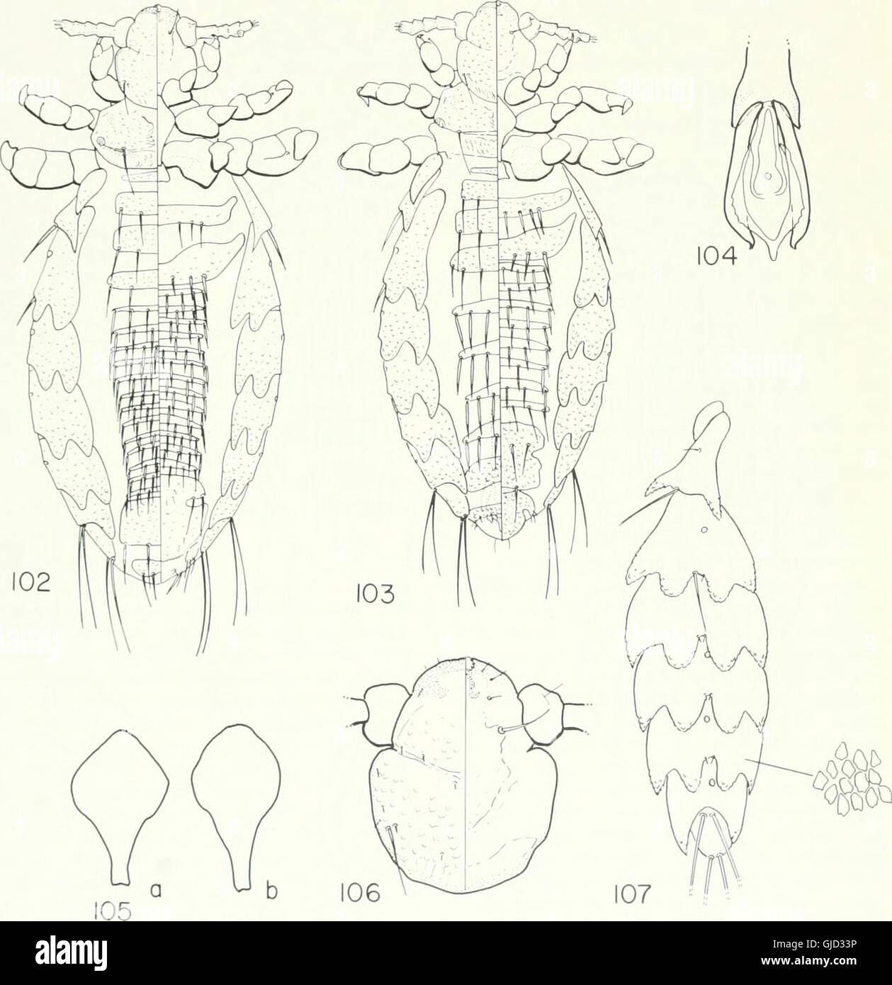 Brigham Young University Science Bulletin (1955) Stockfoto