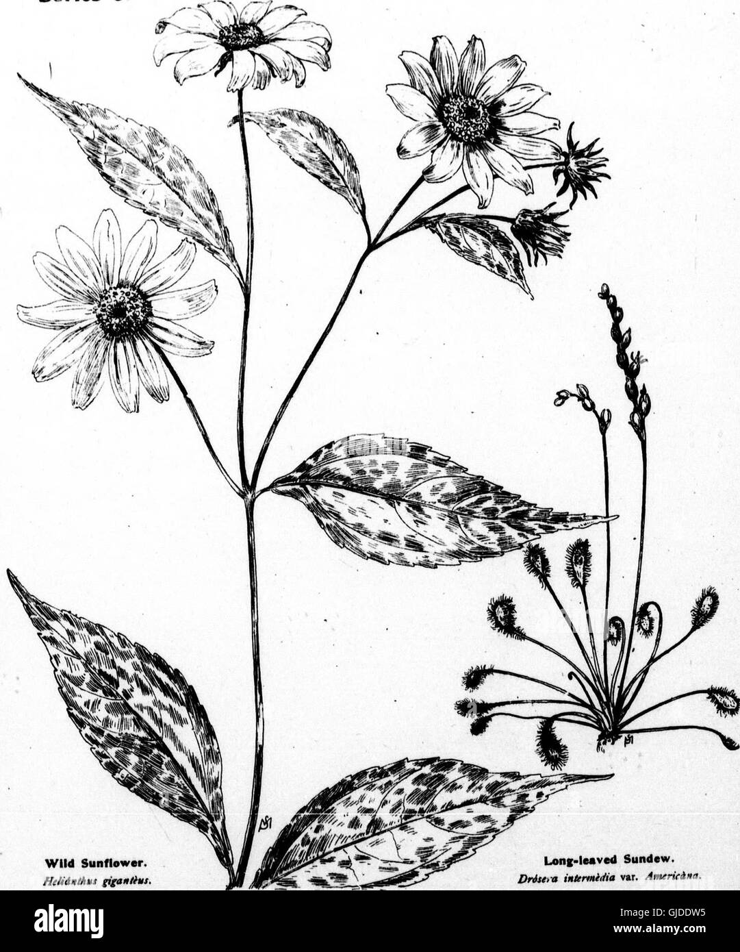 Wayside Flowers (1898) beschreibt amerikanische Wildblumen, die im Sommer und frühen Herbst blühen. Die Mikroform-Serie bietet detaillierte Beschreibungen und Abbildungen von Pflanzen, die in diesen Monaten gedeihen. Stockfoto