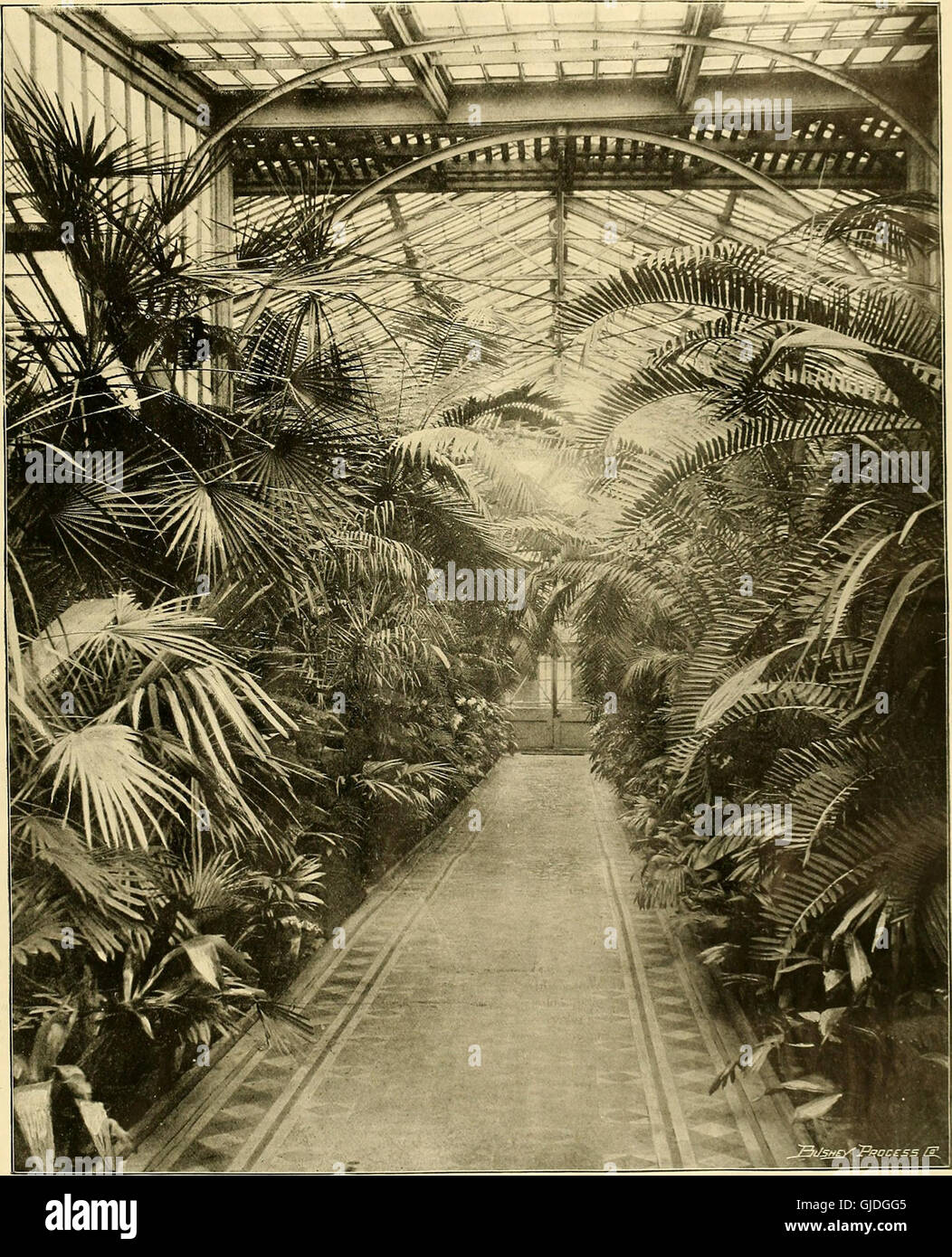 Die Gardeners' Chronicle - eine wöchentliche illustrierte Zeitschrift für Gartenbau und Alliierten Themen (1895) Stockfoto