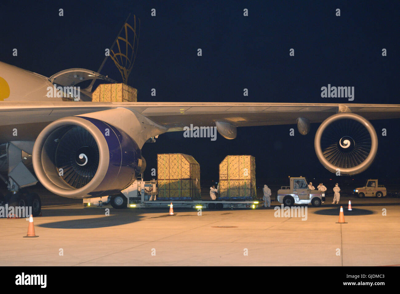 Zhengzhou, China Henan Provinz. 14. August 2016. Kap-Giraffen sind 14. August 2016 aus einer Boeing 747 am Zhengzhou Xinzheng International Airport in Zhengzhou, Hauptstadt der Provinz Zentral-China Henan, entladen. Insgesamt 63 2-Year-Old Cape Giraffen einschließlich 23 Männer und 40 Frauen aus Johannesburg, Südafrika, landete in Zhengzhou nach 21 Stunden Flug. Sie erhalten eine 45 Tage Quarantäne in Qinyang Stadt Henan, bevor Sie der Öffentlichkeit angezeigt werden. Bildnachweis: Ma Yichong/Xinhua/Alamy Live-Nachrichten Stockfoto