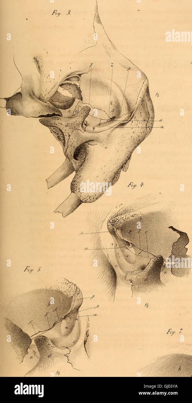 „Abhandlungen aus der menschlichen und vergleichenden Anatomie“ ist ein wissenschaftlicher Text aus dem Jahr 1852, der sich mit der menschlichen und vergleichenden Anatomie befasst. Sie stellt eine eingehende Untersuchung der anatomischen Strukturen verschiedener Arten dar. Stockfoto