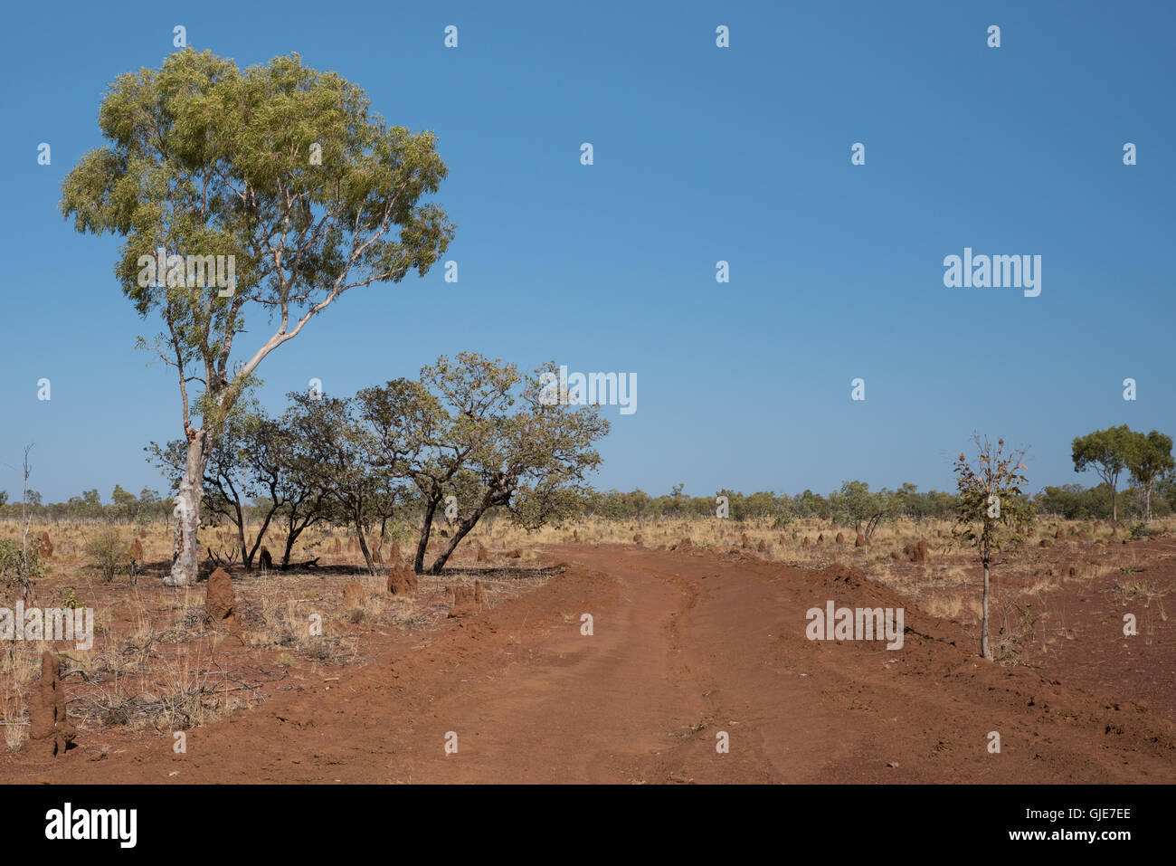 Ameisenhaufen, Eukalyptusbäumen und unbefestigte Straße im Outback Queensland, Australien Stockfoto