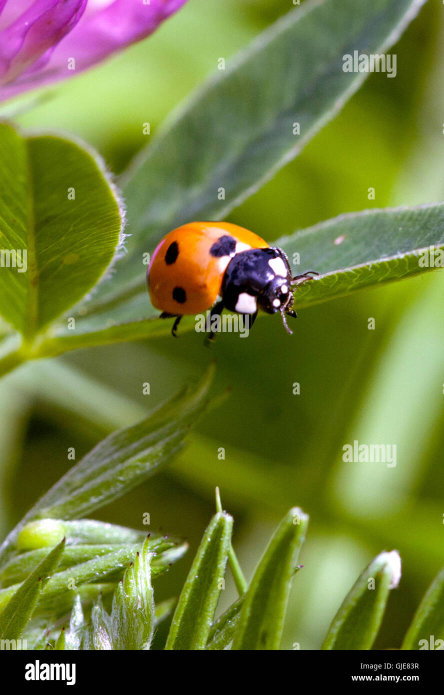 Marienkäfer auf Blatt Stockfoto