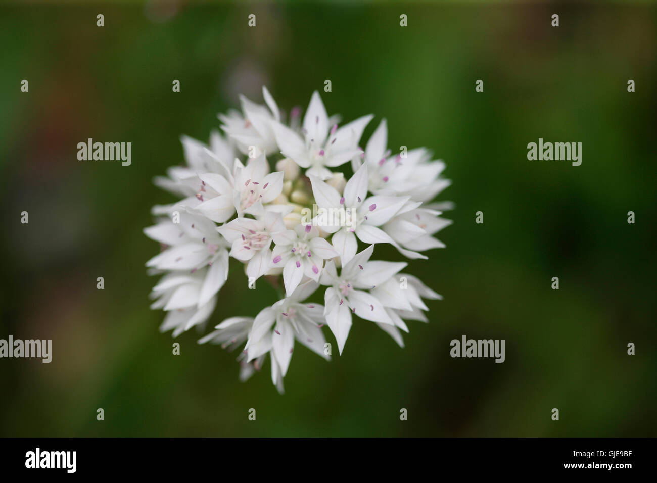 auffallende weiße Allium anmutige Schönheit Blütenstand, späten Frühjahr blühen Jane Ann Butler Fotografie JABP1558 Stockfoto