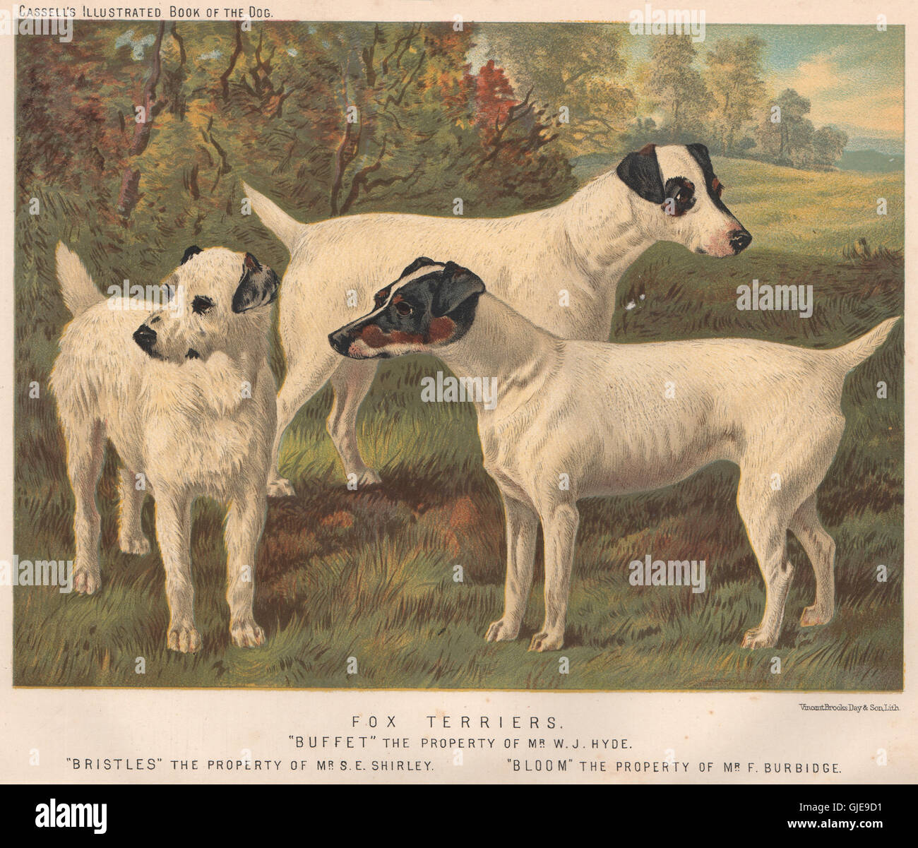 HUNDE. Fox Terrier; "Buffet", antique print 1881 Stockfoto