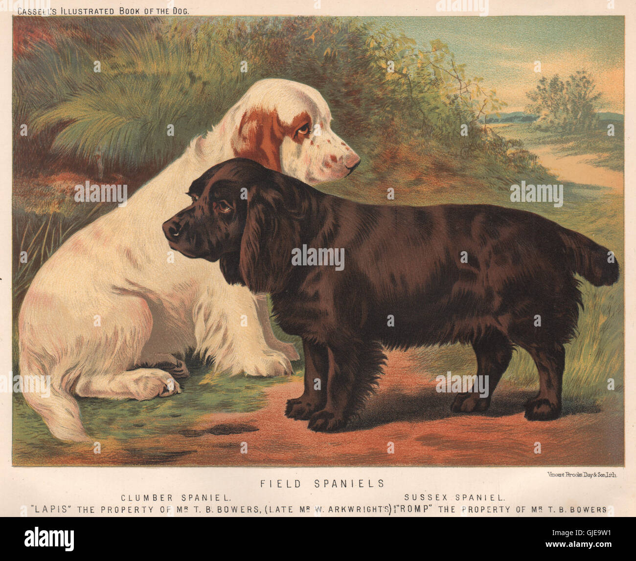 HUNDE. Field Spaniels; Clumber Spaniel; Sussex Spaniel; "Lapis" & "Toben", 1881 Stockfoto