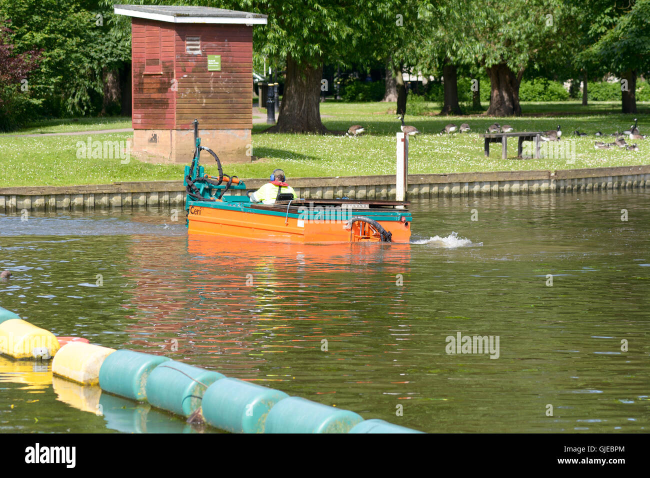 Mann Pilotierung Boot sammeln Unterwasser Unkraut am Fluss Ouse zu verhindern, dass jamming Boot Propeller in Bedford, Bedfordshire, England Stockfoto