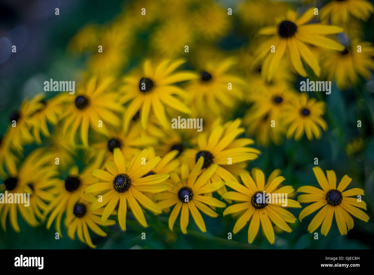 Rosenstrauss gelb Rudbeckia Hirta Blumen schwarz-eyed Brown-eyed Susan Brown Betty "Gloriosa" Daisy golden Jerusalem Volltreffer Stockfoto