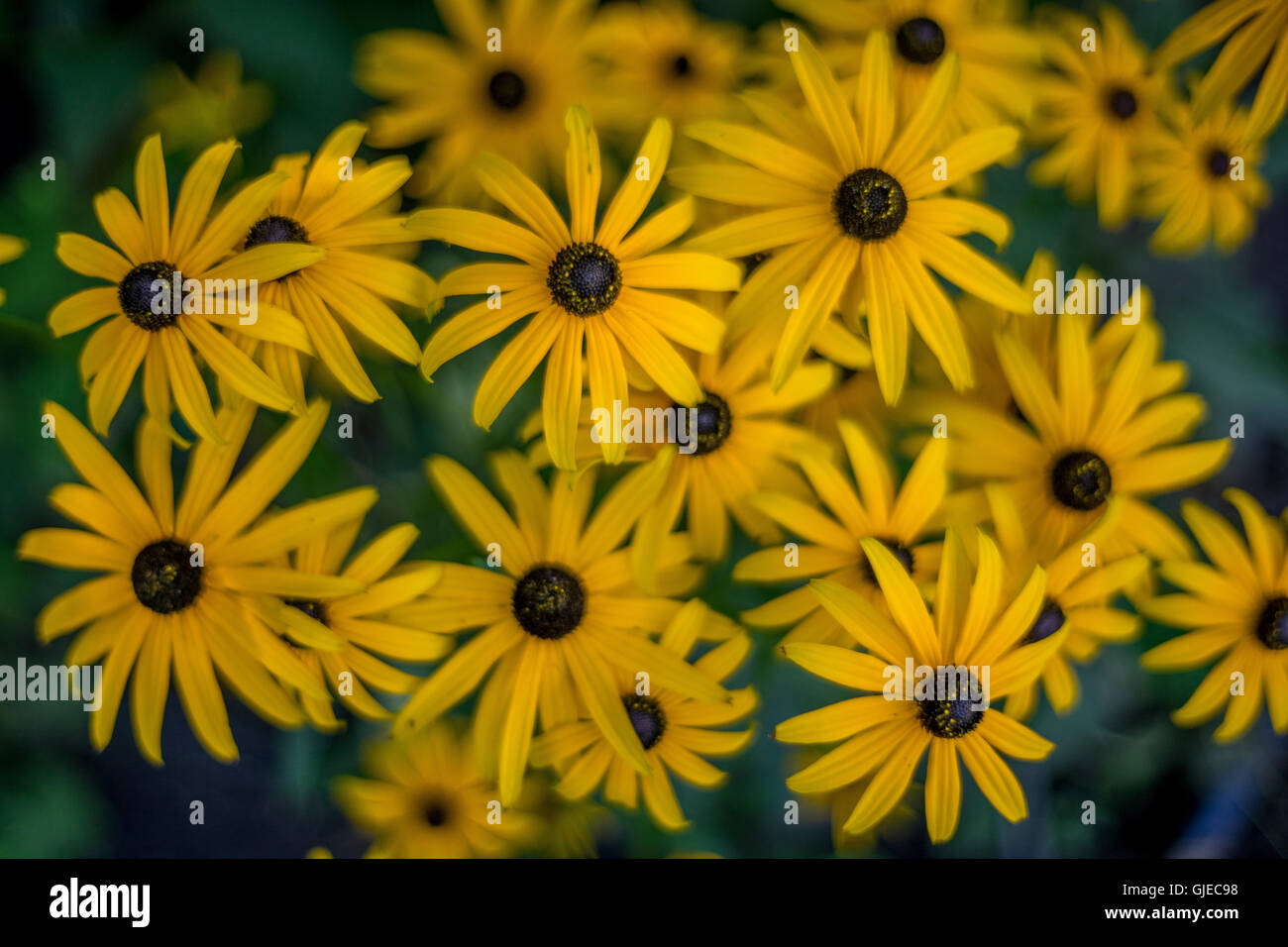 Rosenstrauss gelb Rudbeckia Hirta Blumen schwarz-eyed Brown-eyed Susan Brown Betty "Gloriosa" Daisy golden Jerusalem Volltreffer Stockfoto