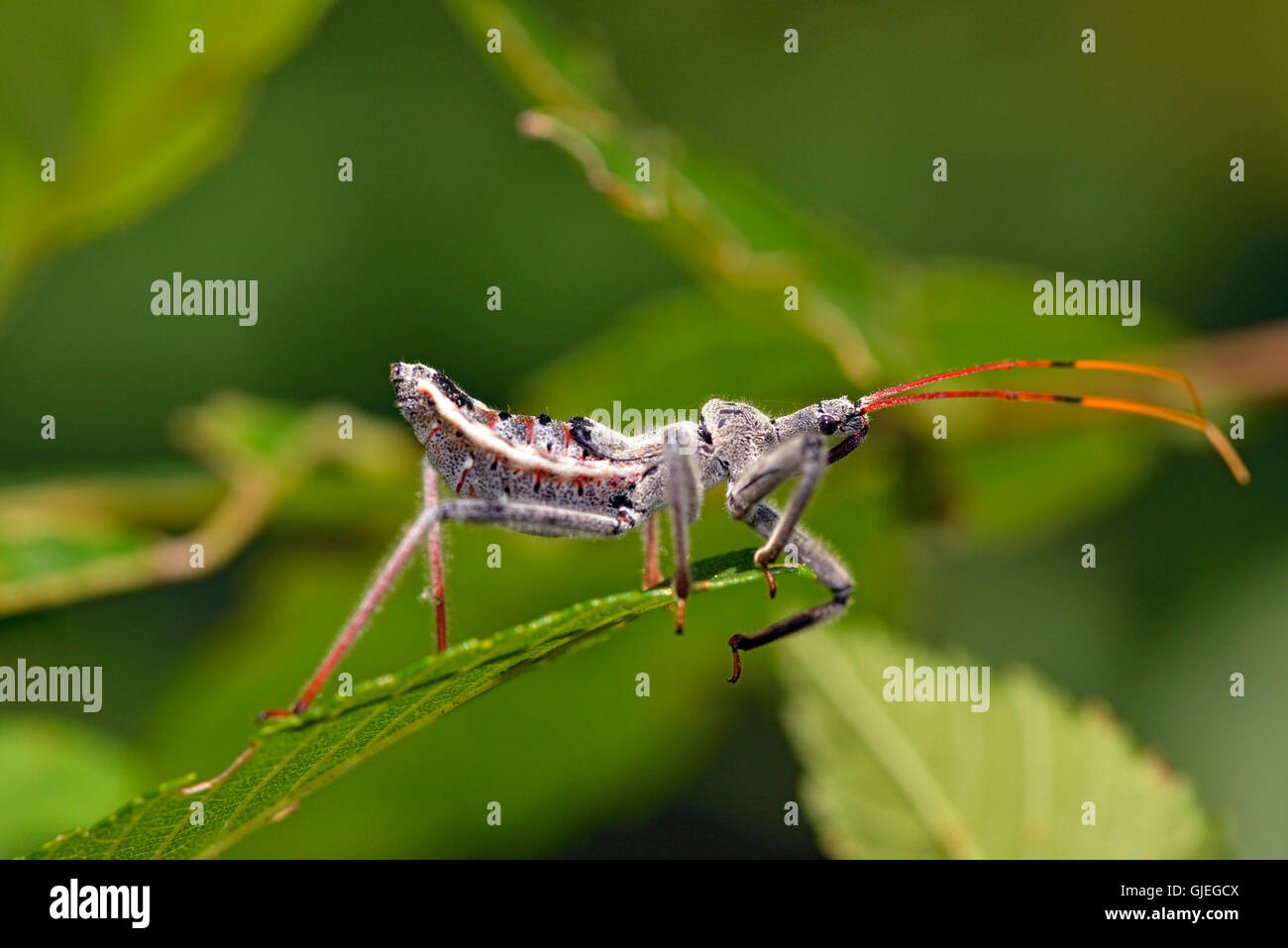 Assassin Bug (Familie Reduviidae), Petit Jean State Park, Arkansas, USA Stockfoto