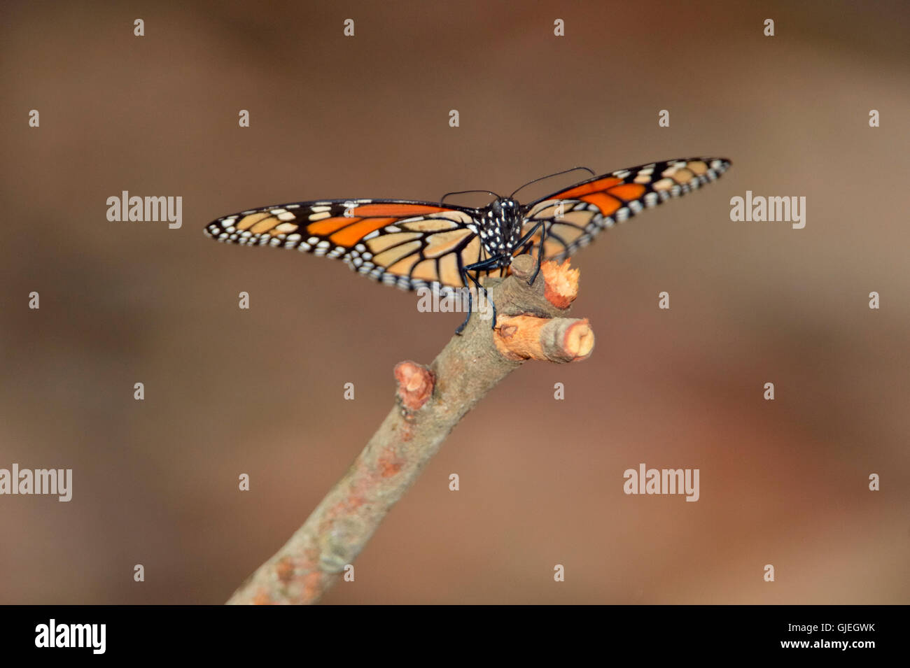 Monarch (Danaus Plexippus) Winter Kolonie Schlafplatz im Eukalyptusbaum, Pismo Beach State Park, Kalifornien, USA Stockfoto