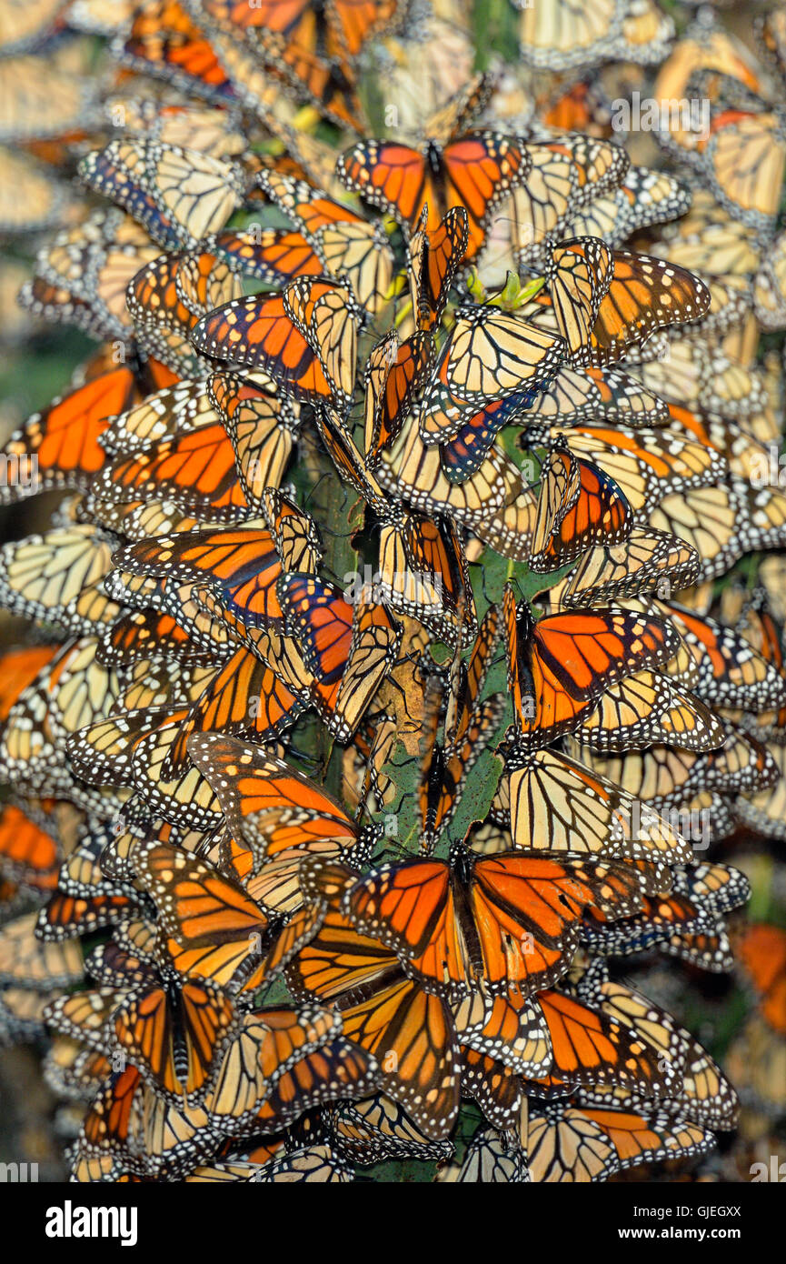 Monarch (Danaus Plexippus) Winter Kolonie Schlafplatz im Eukalyptusbaum, Pismo Beach State Park, Kalifornien, USA Stockfoto