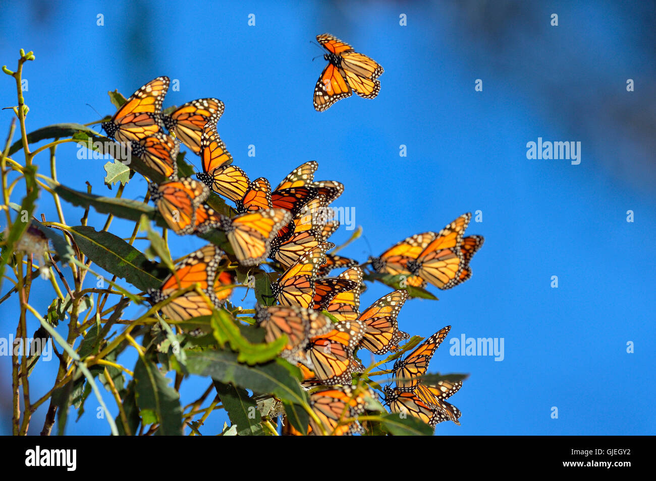 Monarch (Danaus Plexippus) Winter Kolonie Schlafplatz im Eukalyptusbaum, Pismo Beach State Park, Kalifornien, USA Stockfoto