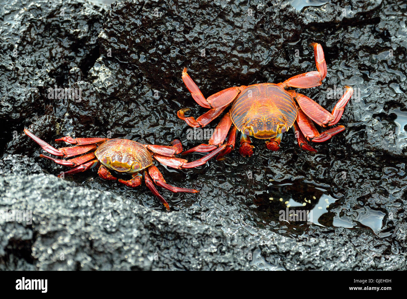 Insel Santa Cruz, Ecuador, Puerto Aroya, Charles Darwin Research Station, Sally Lightfoot Krabben (Grapsus Grapsus) Stockfoto