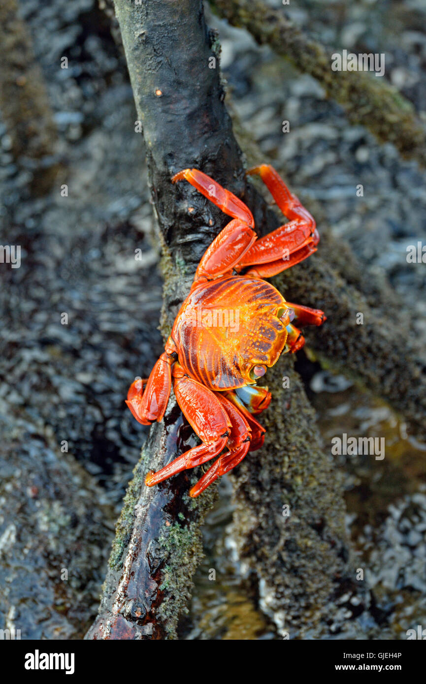 Insel Santa Cruz, Ecuador, Puerto Aroya, Charles Darwin Research Station, Sally Lightfoot Krabben (Grapsus Grapsus) Stockfoto