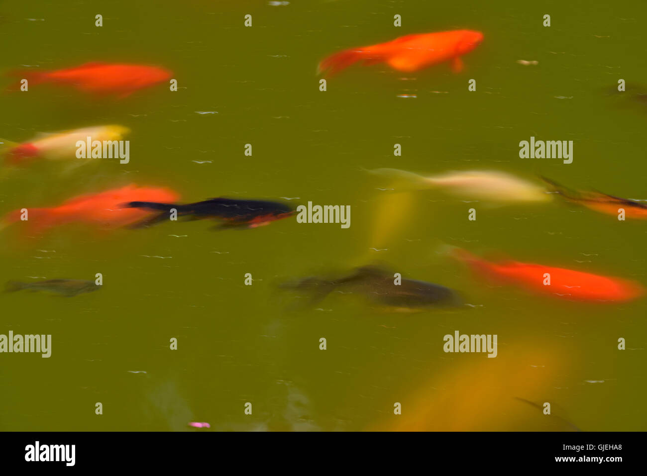 Baden von Goldfische im Teich, Quito botanischen Gärten, Quito