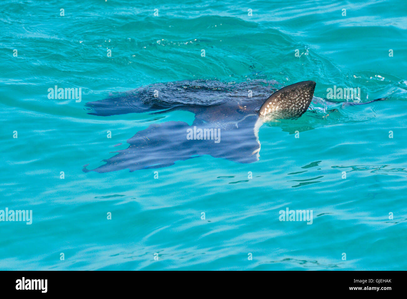 Adlerrochen (Aetobatus Narinari) Courting, Paarung paar, Galapagos Islands National Park, Santa Fe Insel, Ecuador Stockfoto